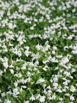 MAZUS reptans White